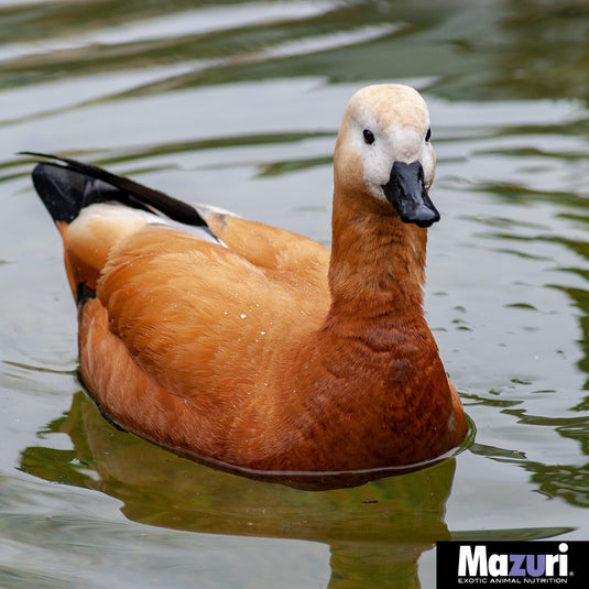 Mazuri Waterfowl Maintenance Diet - Complete Diet for Ducks and Geese