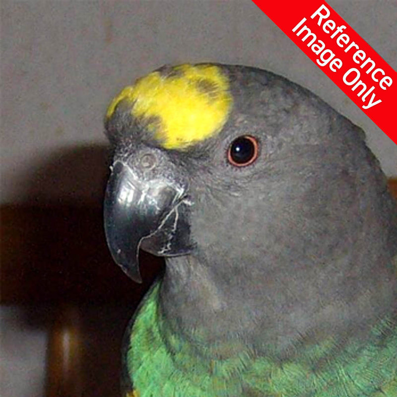 Hand Fed Meyers Parrot - Poicephalus meyeri
