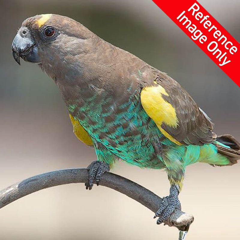 Hand Fed Meyers Parrot - Poicephalus meyeri
