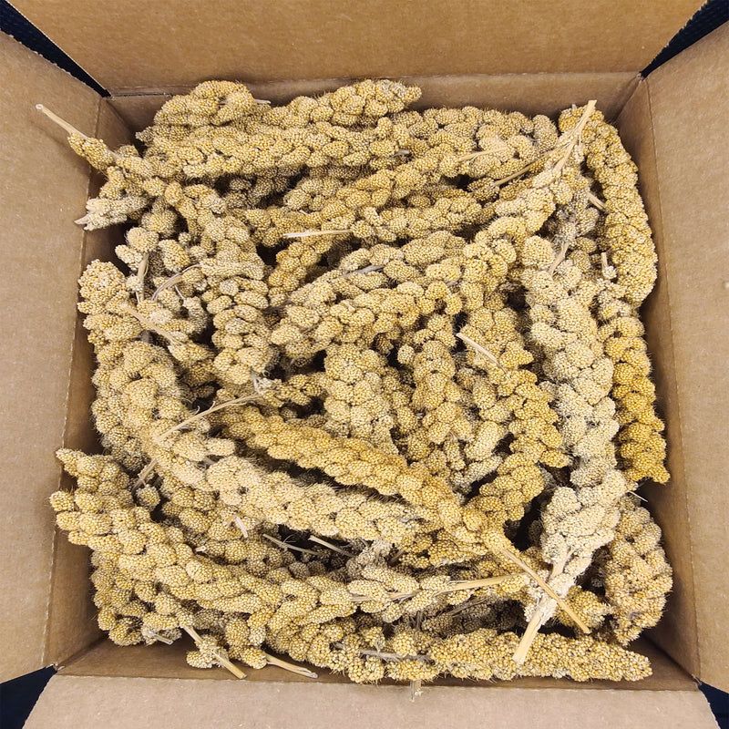 Load image into Gallery viewer, #Size_5 lb (2.2 kg) 2nd Grade
