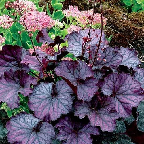 Northern Exposure Purple | Coral Bells 3/4 Gal