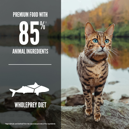 Orijen Six Fish Grain Free Cat Food 🍁
