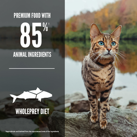 Six Fish Grain Free Cat Food