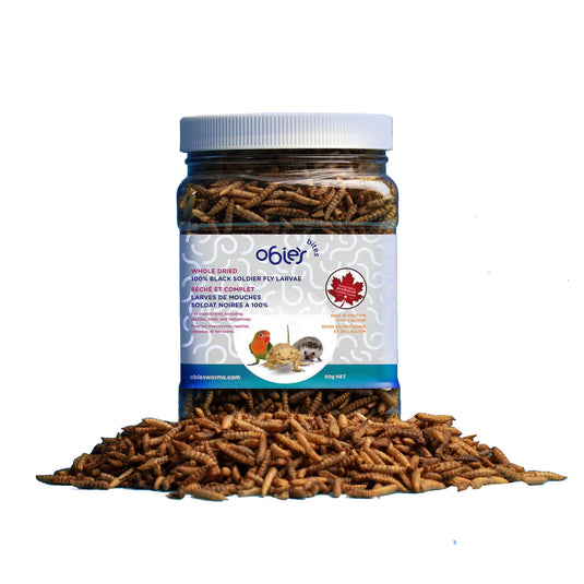 Obie's Dried Black Soldierfly Larvae