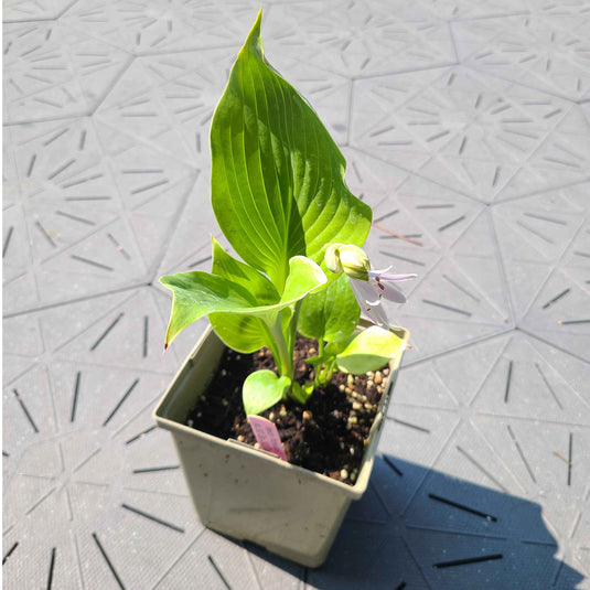 Parhelion | Specialty Hosta