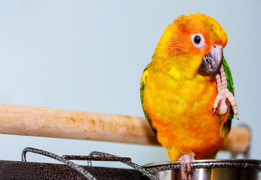 Parrot Profiles