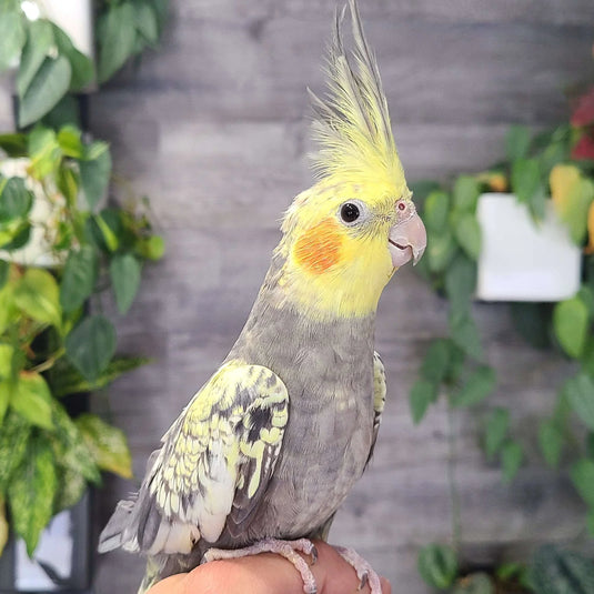 Cockatiel