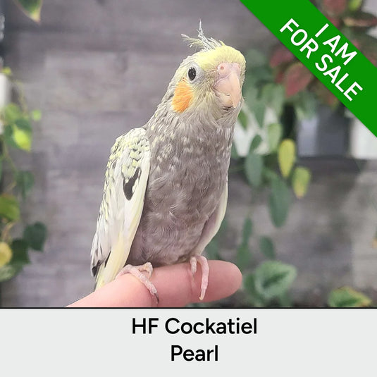 Hand Fed Cockatiel / Mutation - Nymphicus hollandicus