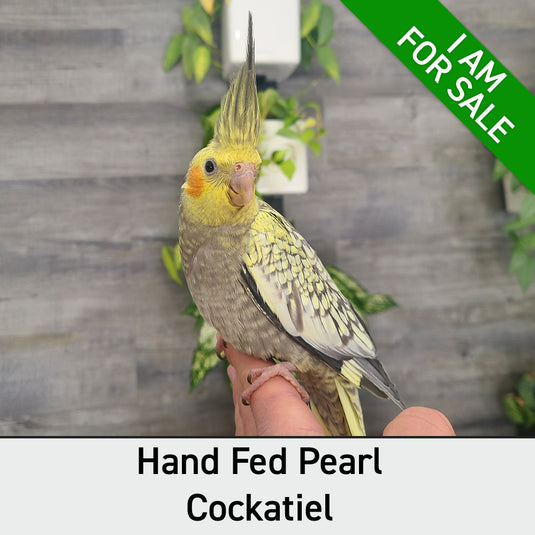 Hand Fed Cockatiel/Mutation - Nymphicus hollandicus