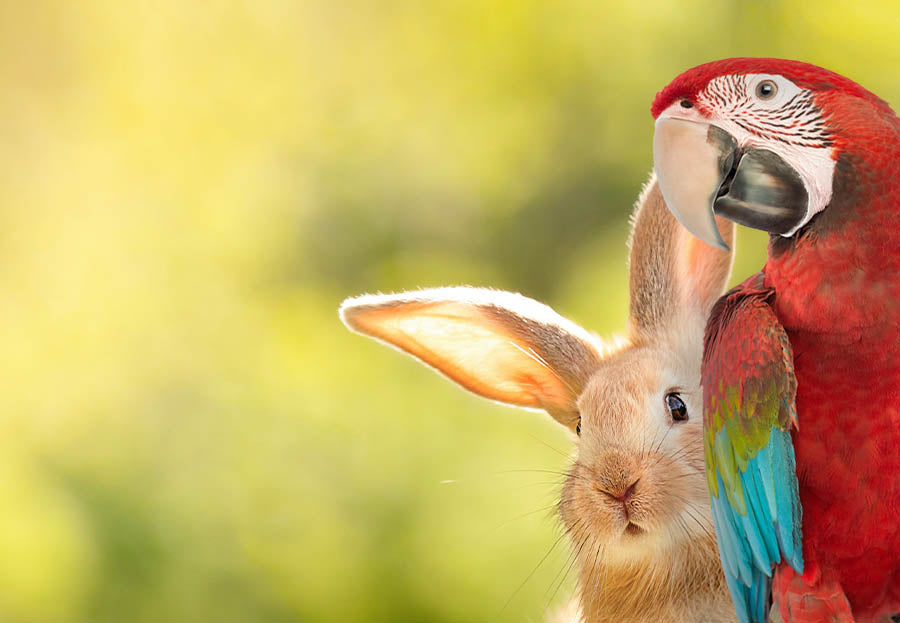 Pet Grooming