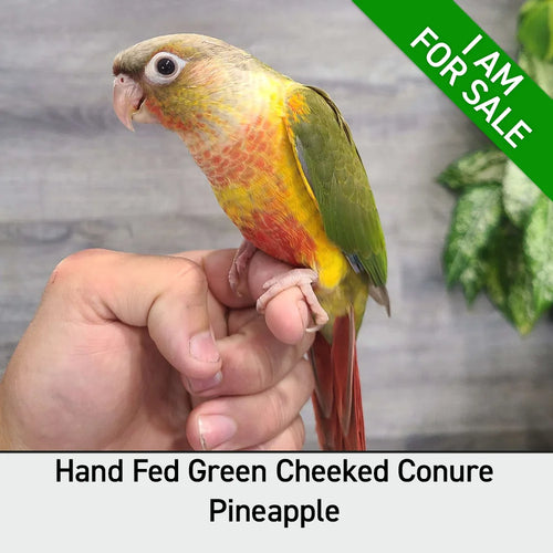 Hand Fed Green Cheeked Conure / Mutation - Pyrrhura molinae