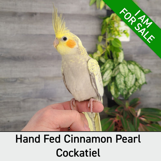 Hand Fed Cockatiel/Mutation - Nymphicus hollandicus