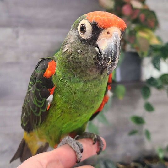 Jardine's Parrot
