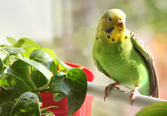Plant Safety