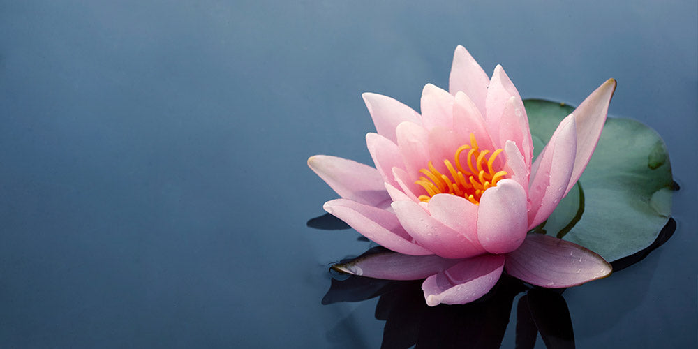 Purchasing Pond Plants