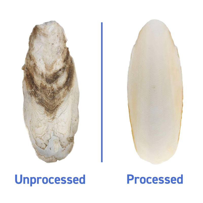 Cuttlebone Assorted & Broken Pieces - Unbleached / Unprocessed
