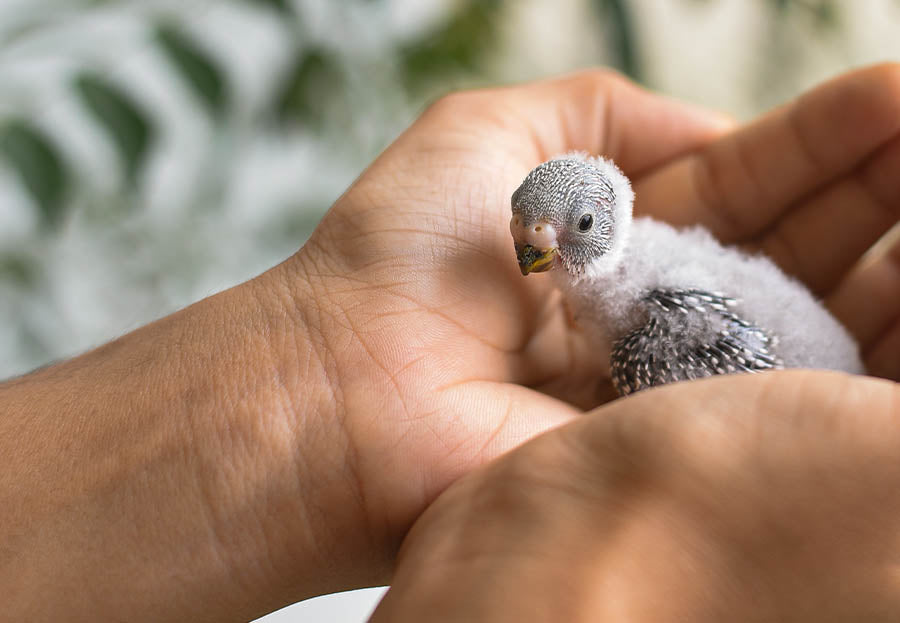Purchasing A Bird