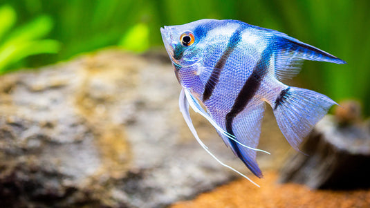 Aquatics