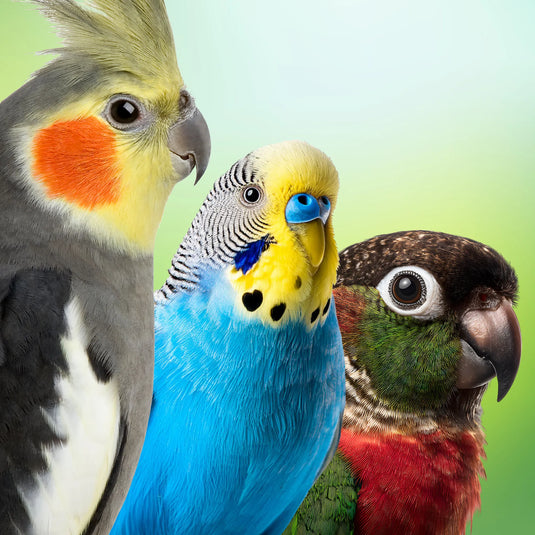 Small Companion Pet Birds