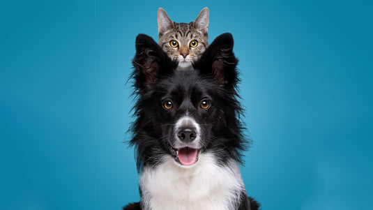 Dog & Cat