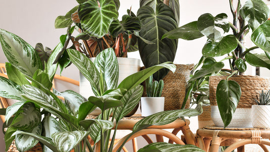 Plant