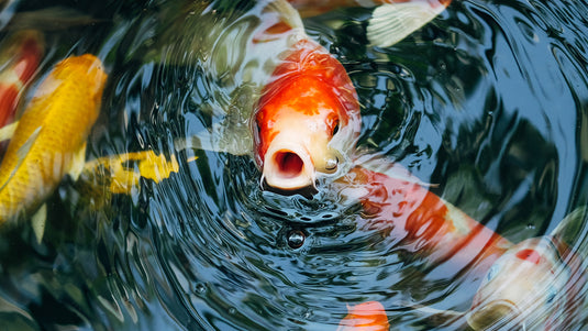 Pond
