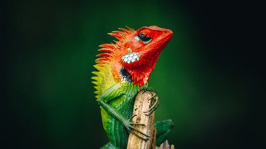 Reptile