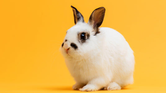 Small Pet