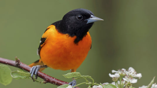 Wild Bird