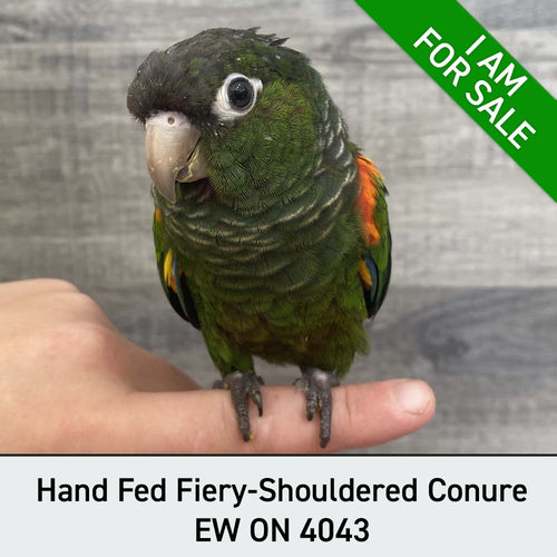 Hand Fed Fiery-Shouldered Conure - Pyrrhura egregia