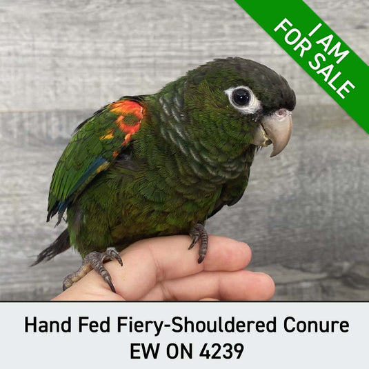 Hand Fed Fiery-Shouldered Conure - Pyrrhura egregia