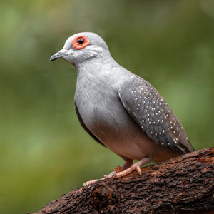 Dove Diet