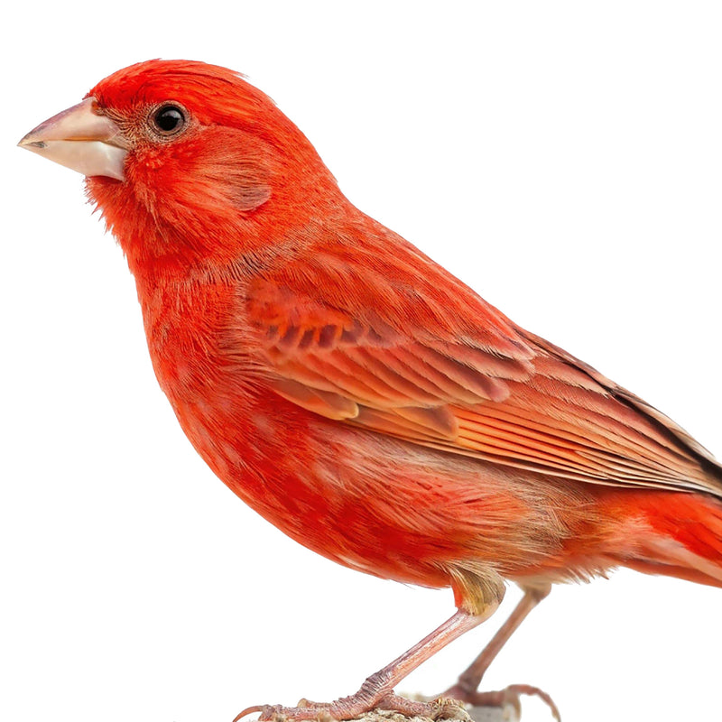 Load image into Gallery viewer, CéDé Premium Red Eggfood for Red Canaries
