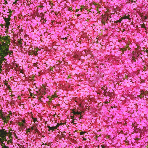 Redwings | Creeping Phlox