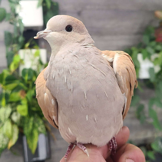 Dove