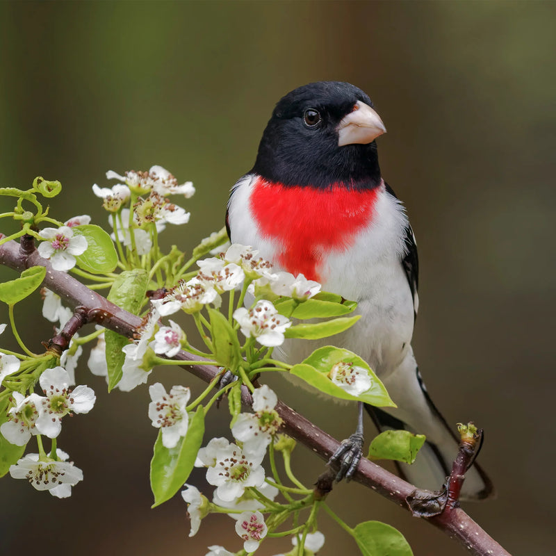 Load image into Gallery viewer, Finch Feast Wild Bird Seed 🍁
