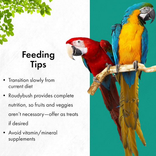 Two parrots on a branch with feeding tips text on a white and green background