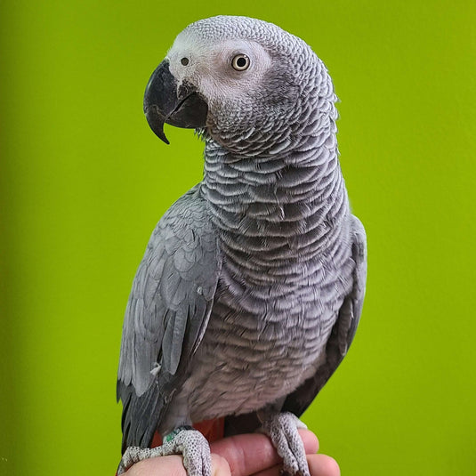 African Grey