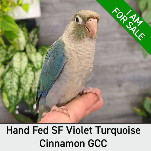 Hand Fed Green Cheeked Conure/Mutation - Pyrrhura molinae