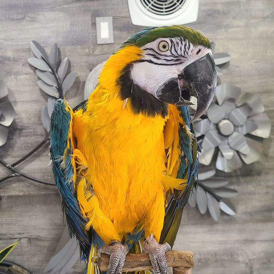 Blue & Gold Macaw