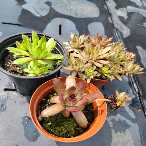 Hens & Chicks (Sempervivum) | Stonecrop Perennial - Local Pickup Only