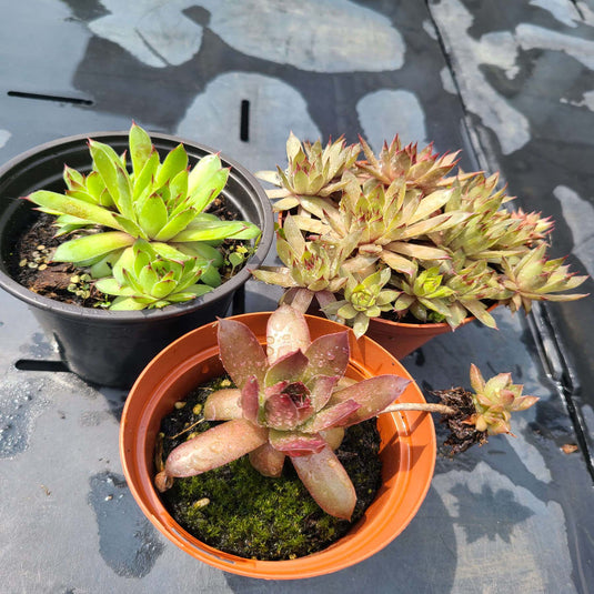 Hens & Chicks (Sempervivum) | Stonecrop Perennial - Local Pickup Only