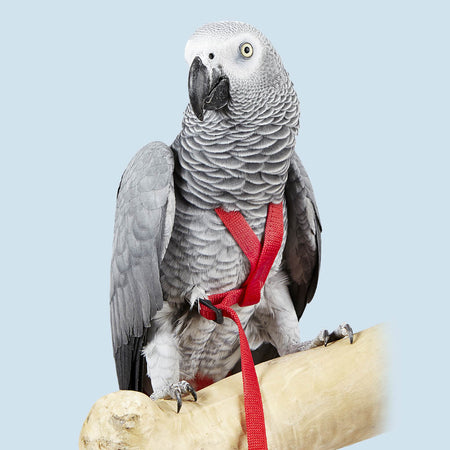 Cozy corner store bird accessories