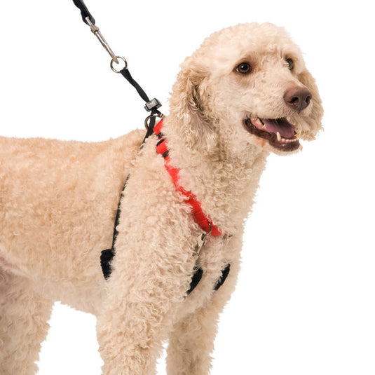 SPORN Large Training Halter - Black