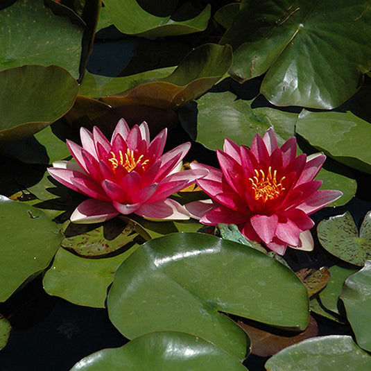 Steven Strawn | Nymphaea | Water Lily