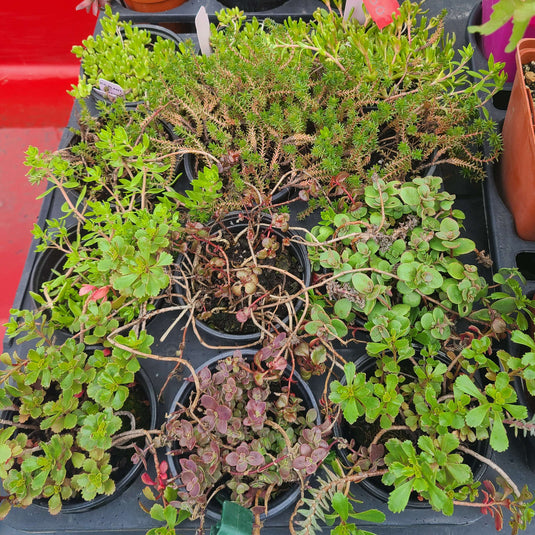Assorted Ground Cover Sedum | Perennial Stonecrop