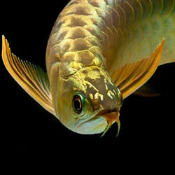 Shop by Pet - Arowana and Friends