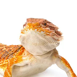 Shop By Pet - Bearded Dragon