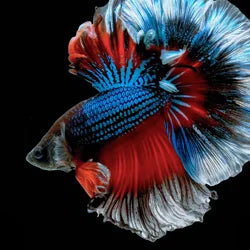 Shop by Pet - Betta Fish