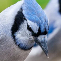 Jay Food, Feeders, and More